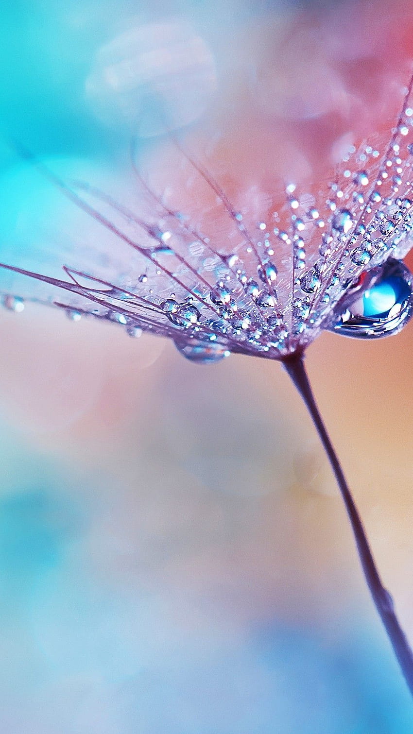 For Android, Flower, Water Drops, Dew, Macro. Flower phone , Beautiful flowers , Flower background HD phone wallpaper