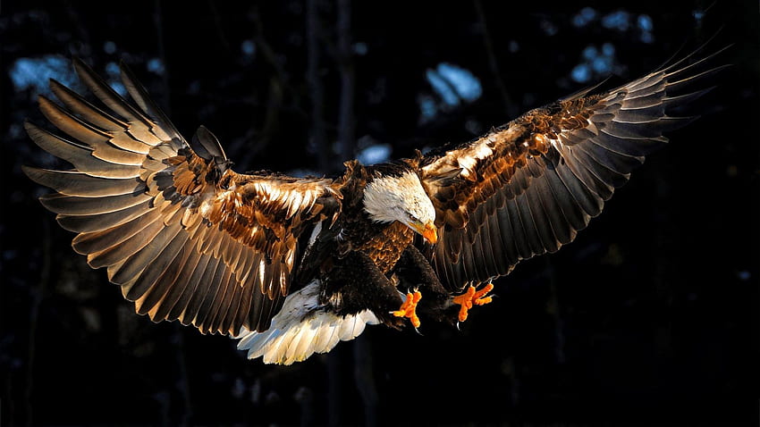 águila calva, ave, garras, águila, que vuelan, águila americana fondo de pantalla