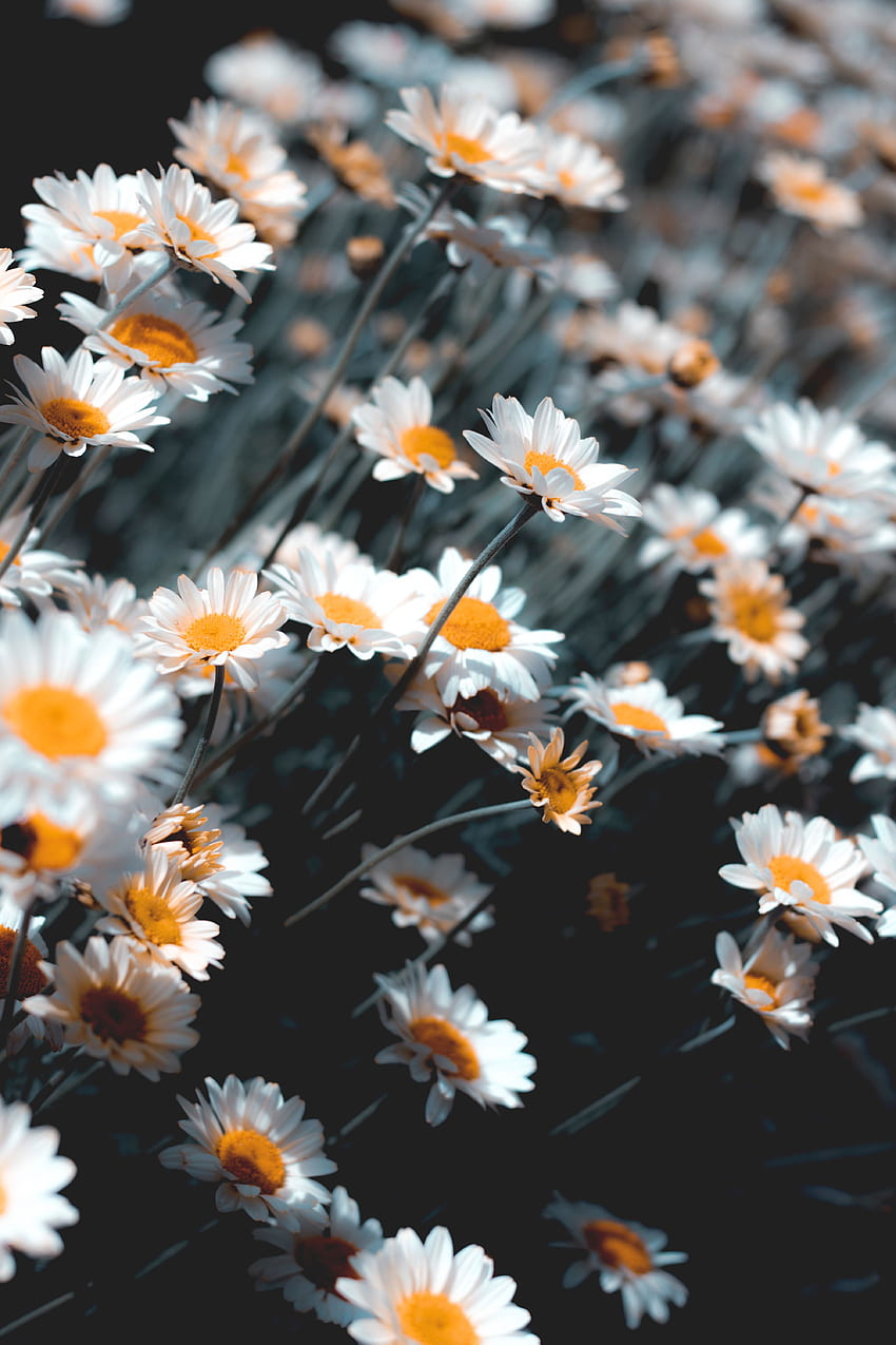 Blumen, Kamille, Pflanze, Blüte, Blüte HD-Handy-Hintergrundbild