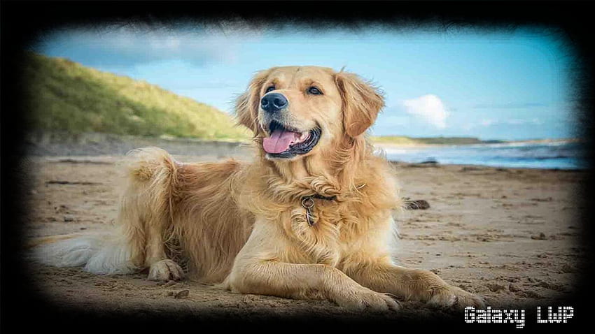 Golden Retriever for Android, Golden Retrievers HD wallpaper | Pxfuel