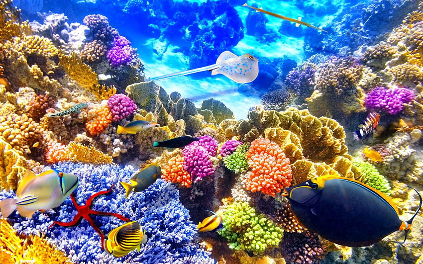 Ocean, Sealife, Animal , Samsung, Fishes, fish Nature HD wallpaper