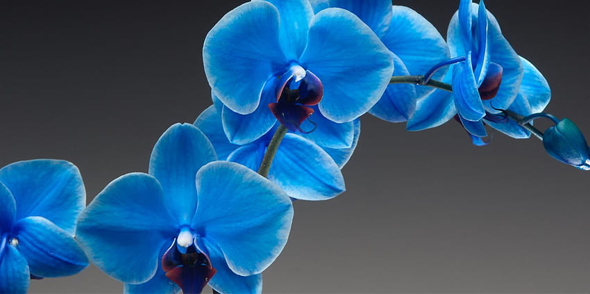 Hermosa orquídea azul: necesitamos diversión fondo de pantalla
