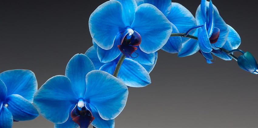 [ Orquídea ]. Hermosa colección de orquídeas, orquídea azul fondo de