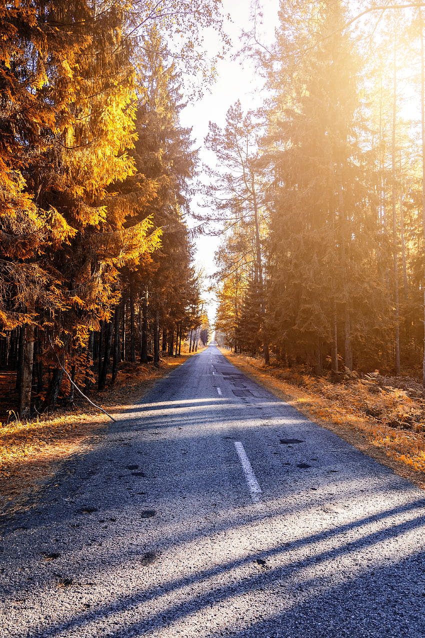 natureza, outono, estrada, floresta, luz solar Papel de parede de celular HD