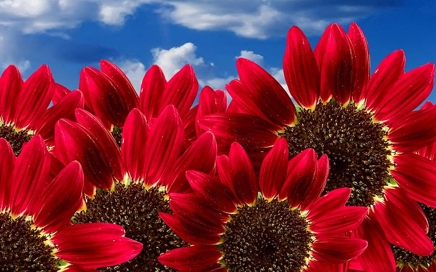 Large red sunflowers HD wallpaper | Pxfuel