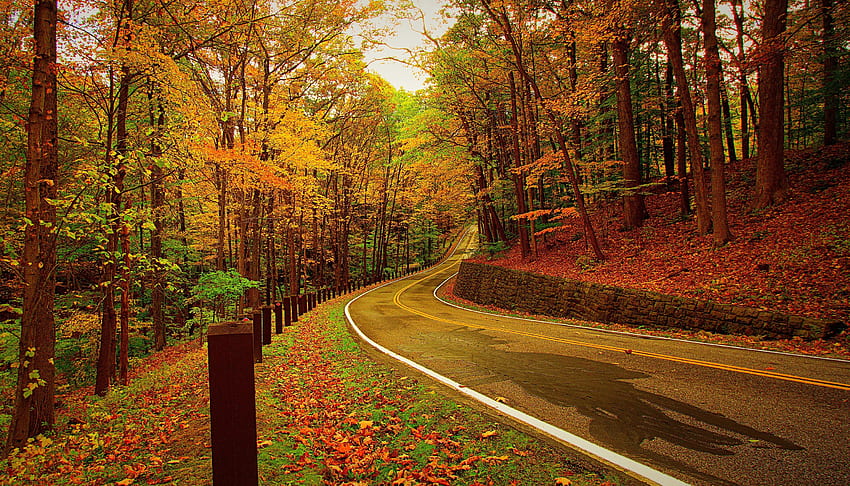 自然, 秋, 道路, ターン, 森 高画質の壁紙