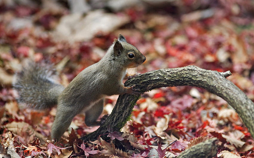 Tiere, Eichhörnchen, Herbst, Ast, Laub HD-Hintergrundbild