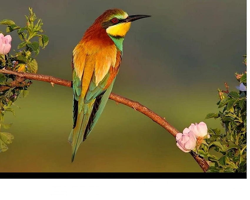 ładny ptak, skrzydła, latanie, pióra, ptak Tapeta HD