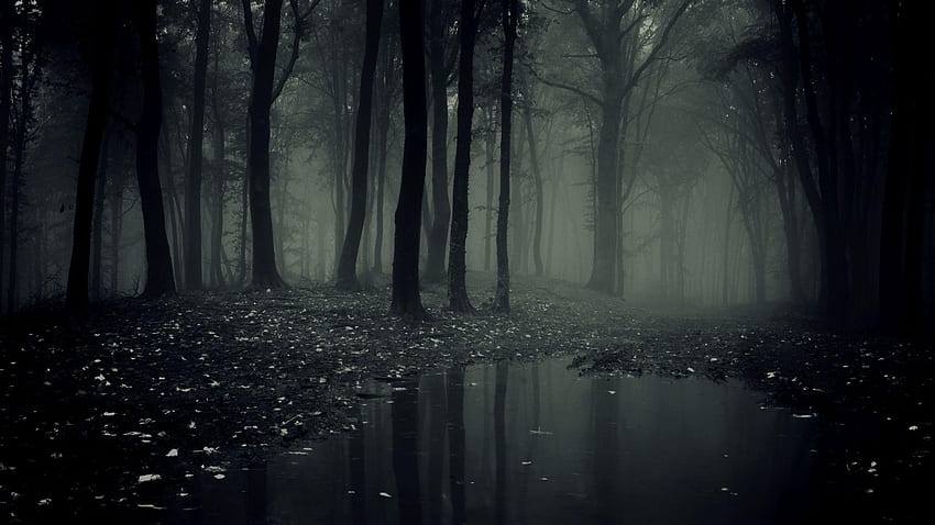 ป่ามืด ถนนป่ามืด วอลล์เปเปอร์ HD