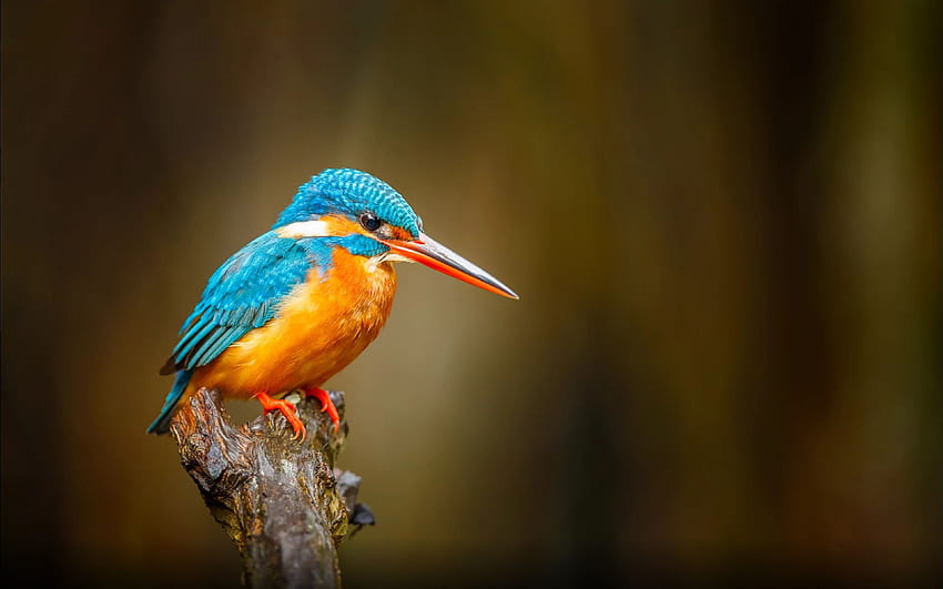 스리랑카의 일반적인 Kingfisher Orange Blue Bird River Bentota HD 월페이퍼