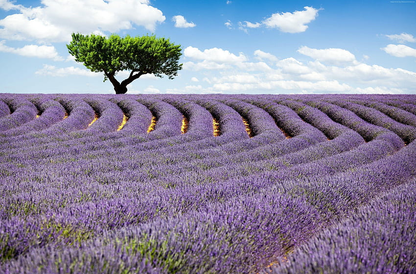 Lavender Fields France HD wallpaper
