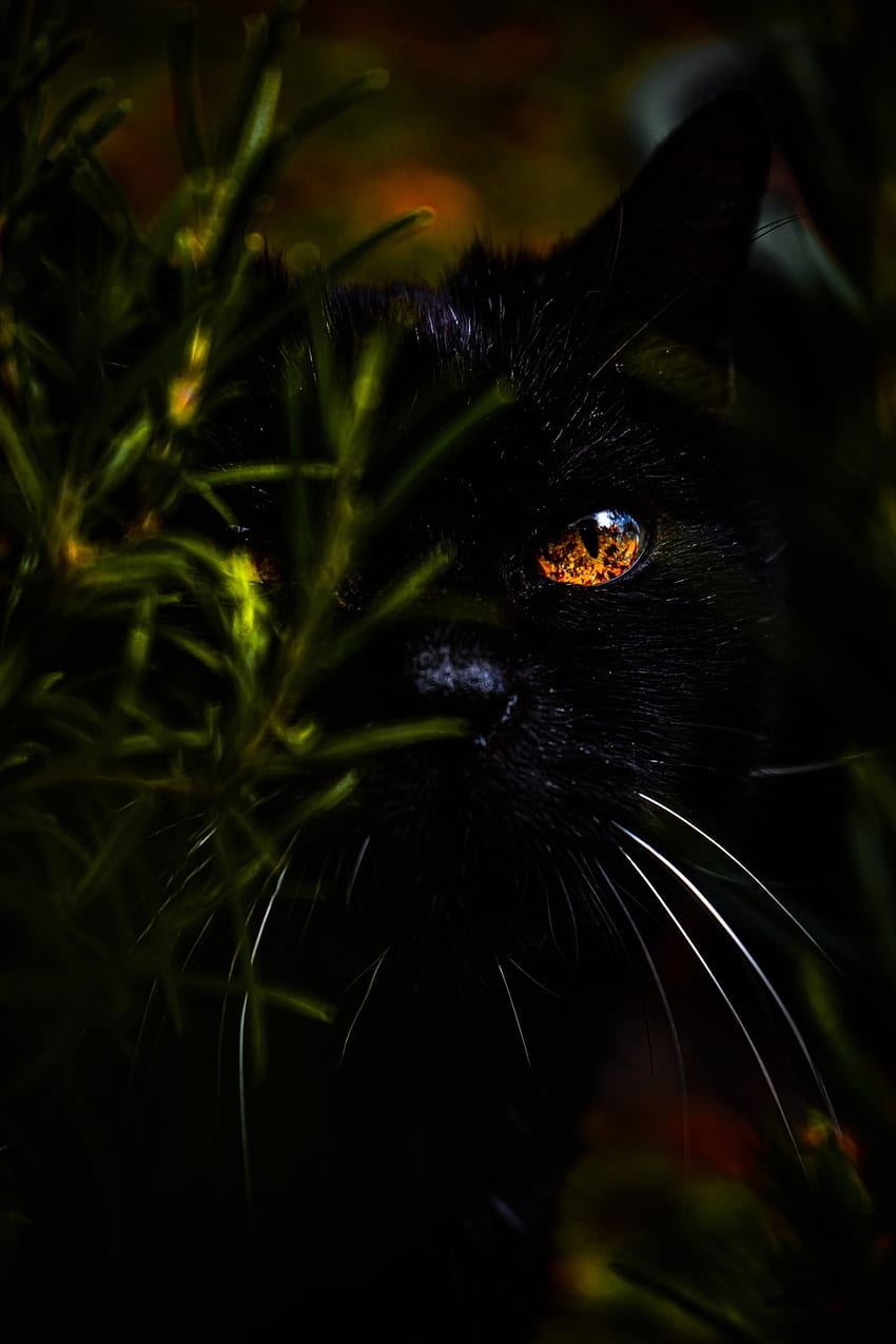 黒猫、美的黒猫 HD電話の壁紙
