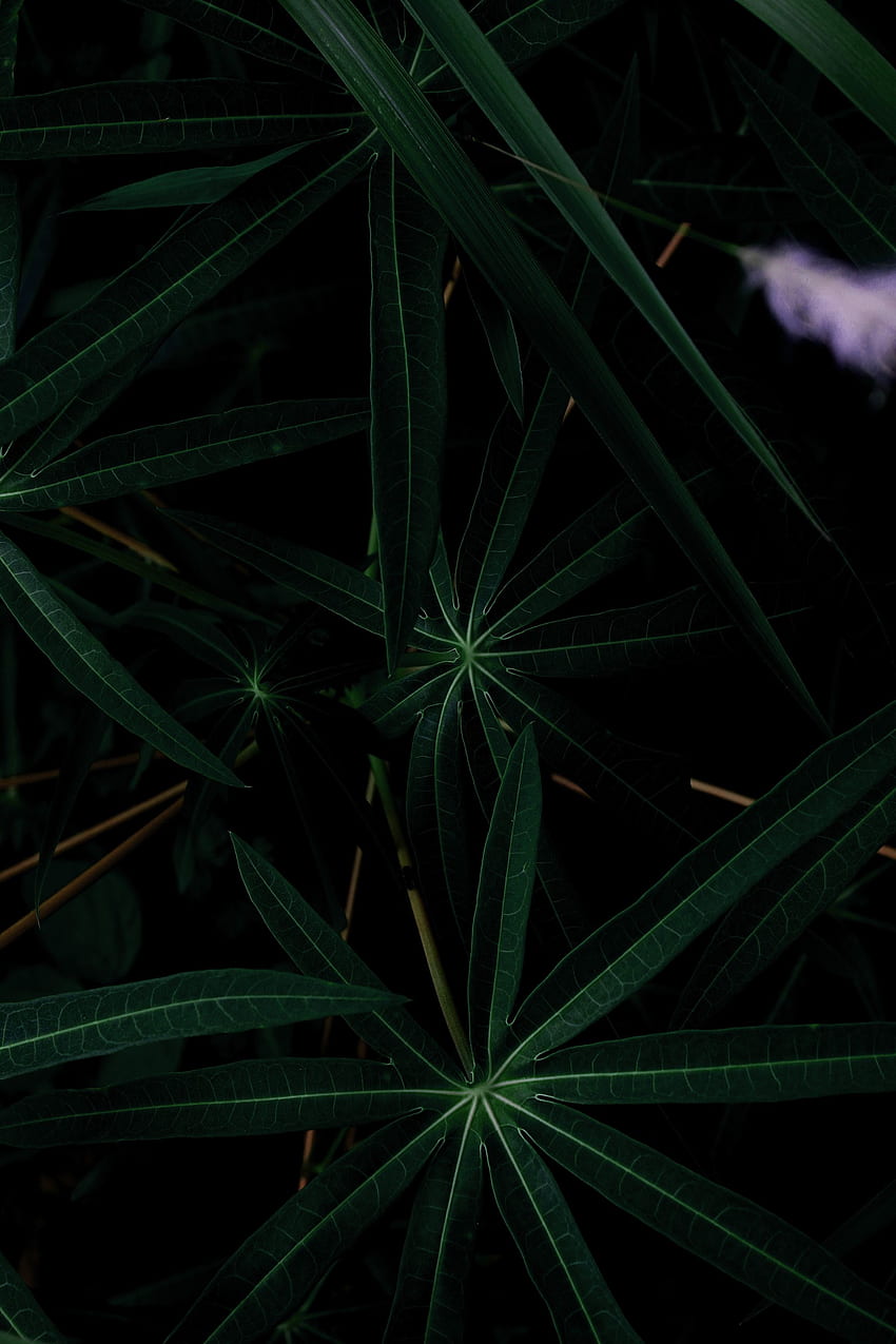 Leaves, Plant, Dark HD phone wallpaper