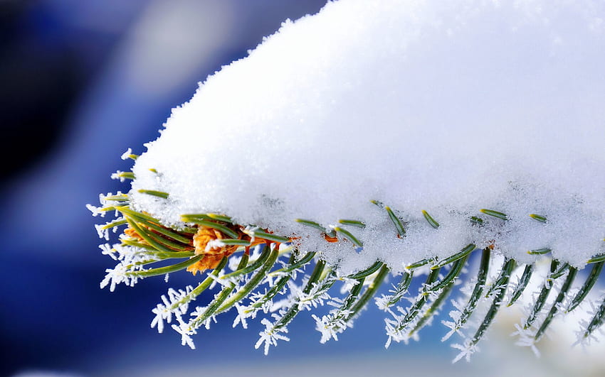 ฤดูหนาว หิมะ มาโคร แบรนซ์ เฟอร์ โก้เก๋ วอลล์เปเปอร์ HD