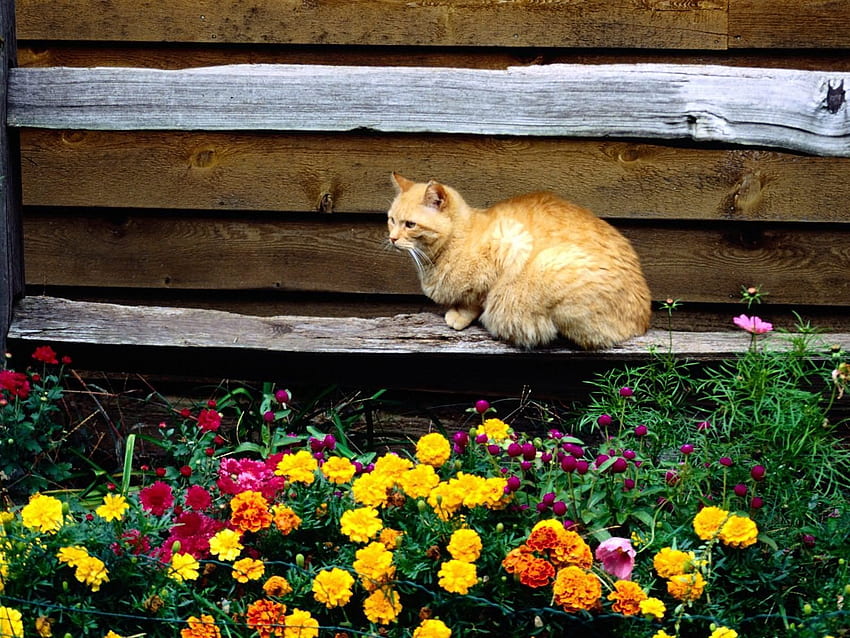 สัตว์ ดอกไม้ นั่ง แมว แปลงดอกไม้ แปลงดอกไม้ ม้านั่ง วอลล์เปเปอร์ HD