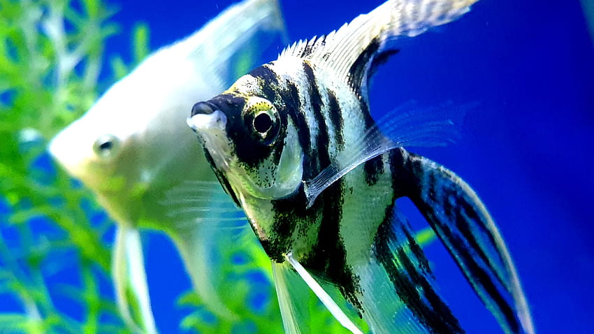 Top 20 Aquarienfische, Süßwasseraquarium HD-Hintergrundbild