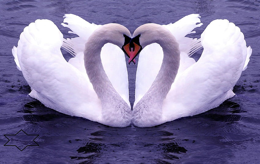 sometimes i can't see myself when i'm with you. i can only just, White Duck HD wallpaper