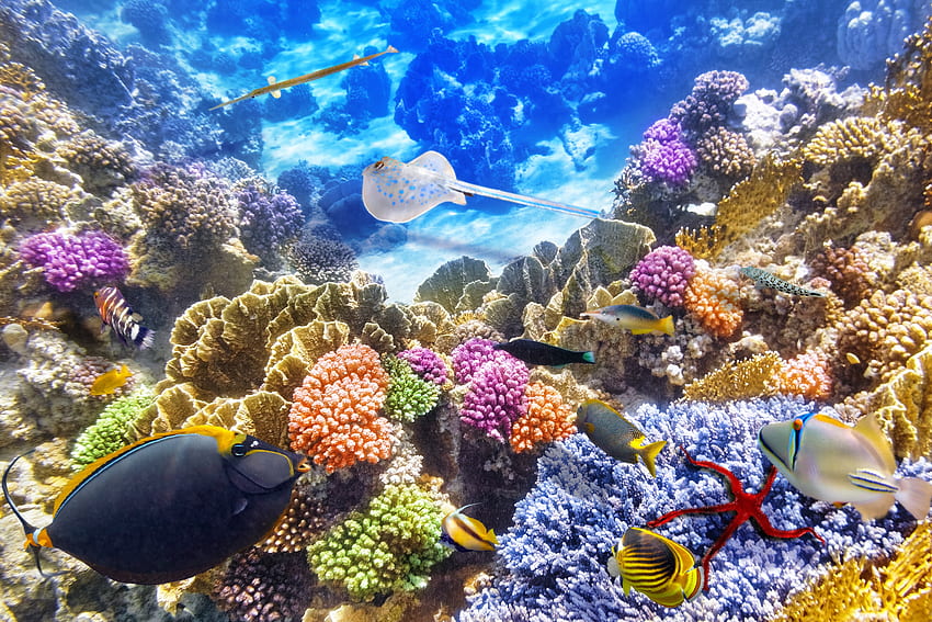 Coral, Coral Reef Computer HD wallpaper | Pxfuel