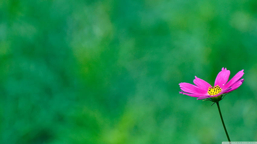Purple Cosmos Flower On A Green Background Ultra Background for U TV : & UltraWide & Laptop : Tablet : Smartphone HD wallpaper