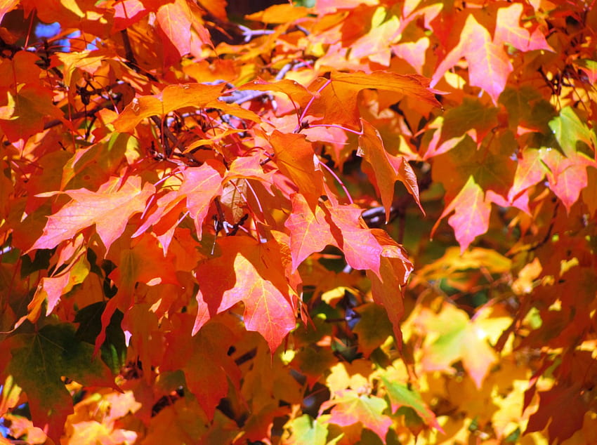 ゴールデンレッド秋、美しい秋、美しい秋の日、紫の木、美しい秋の風景、秋の橋、赤い木々、紫の秋、秋の日、紅葉、オレンジの木、紅葉、秋の色、秋の森、秋の色、秋の土地 , 美しい秋, 秋の日, 紫の秋, ニューイングランドの秋の色, 秋の森, ピンクの秋, 秋の道, ピンクの秋, 秋の風景, 秋の風景, 紅葉, 秋の橋, 秋, 美しい秋の日, 秋の湖, 秋, 秋の風景、美しい秋の風景、紅葉、秋の湖、ニュー イングランド、秋の木々、秋の木々 高画質の壁紙