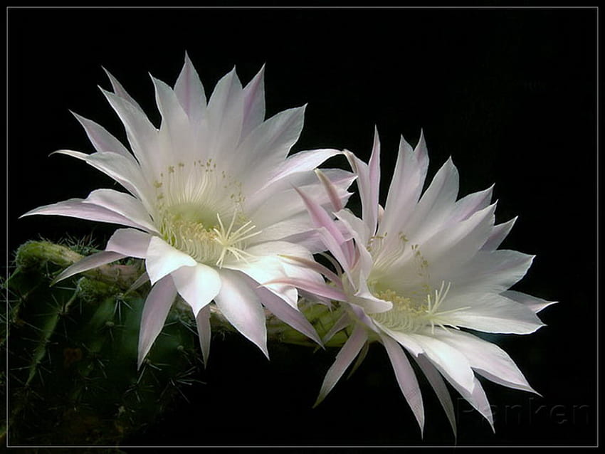 cactus, pink, white, double, flower HD wallpaper