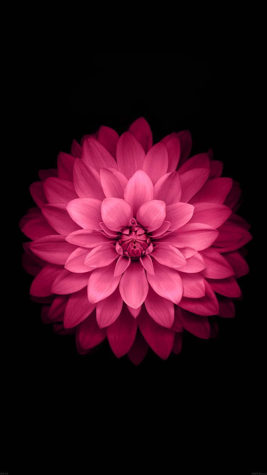 Pink und Schwarz iPhone 5 - bei HD-Handy-Hintergrundbild