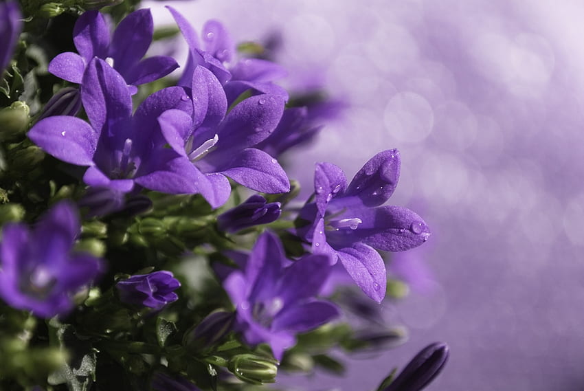 Bunga, Lilac, Bluebells, Drops, Ungu, Dibubarkan, Longgar Wallpaper HD