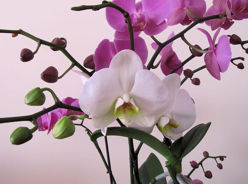 flores, flor, close-up, ramos, orquídea papel de parede HD