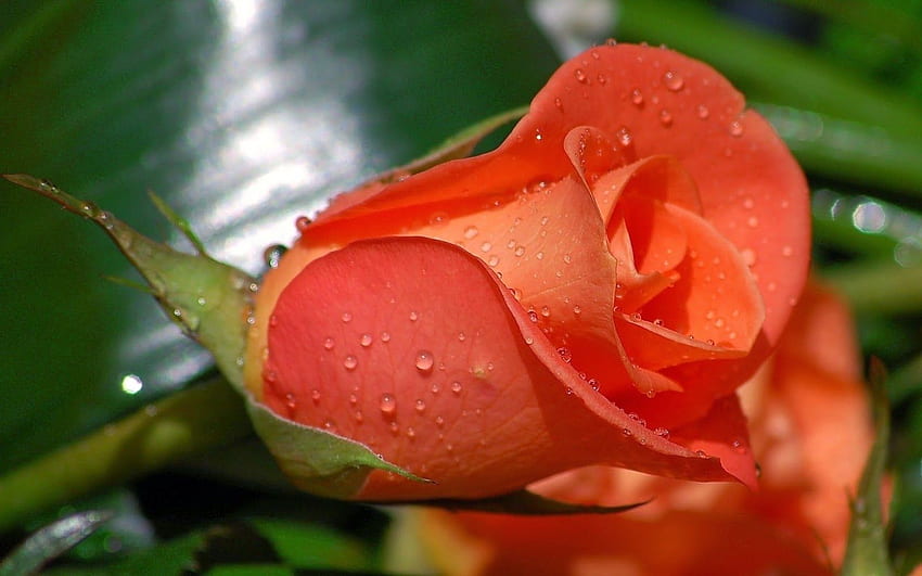 Mi rosa: hermosa rosa naranja, rosas naranjas fondo de pantalla | Pxfuel