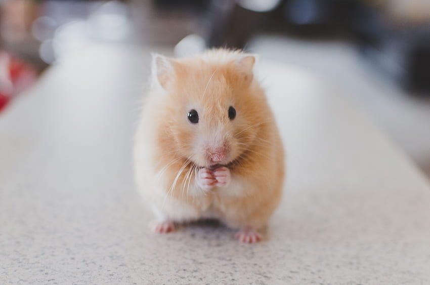 Animals, Nice, Sweetheart, Rodent, Hamster HD wallpaper