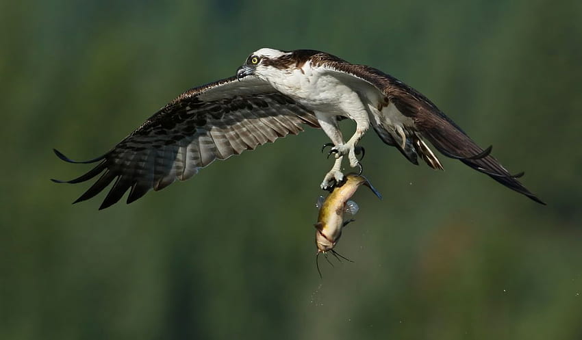 Osprey bird wings flight prey catch fish hunting fishing HD wallpaper