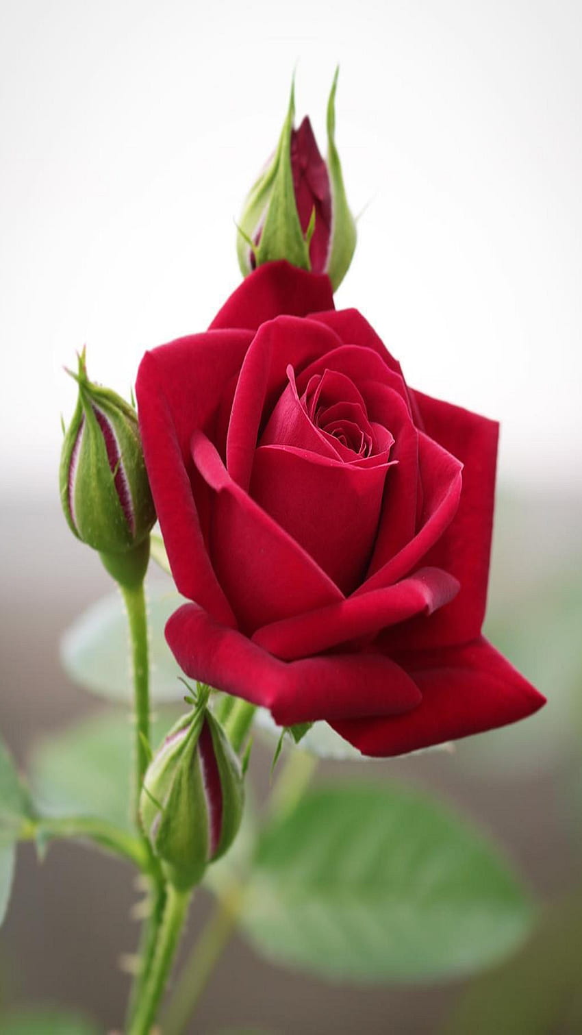 Beautiful Red Rose Flower, Beautiful Rose, Red HD phone wallpaper