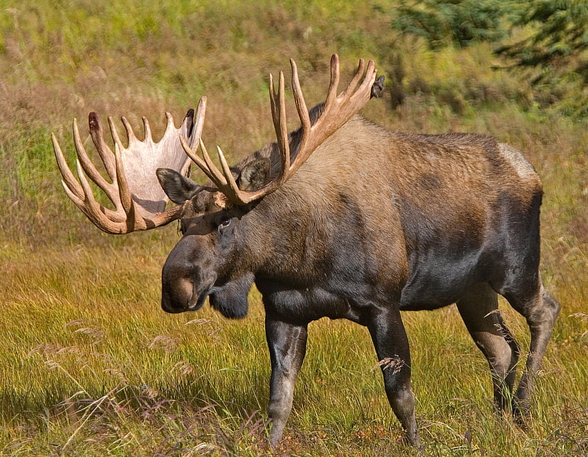 Alaska Moose, alaska, herbe, gros, orignal Fond d'écran HD