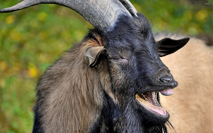 Wild goat - Animal, Funny Goat HD wallpaper