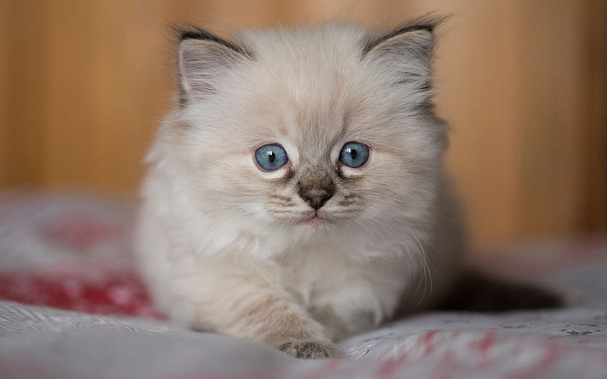 Kitten, pisica, sweet, animal, siamese, cute, cat HD wallpaper