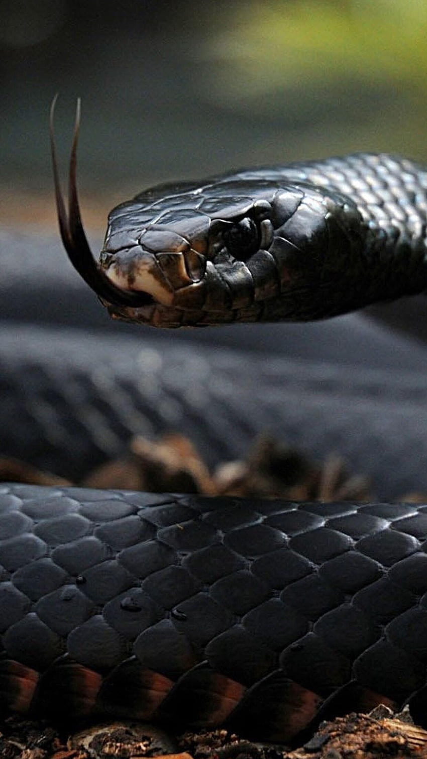 Schlange, Königskobra-Schlange HD-Handy-Hintergrundbild