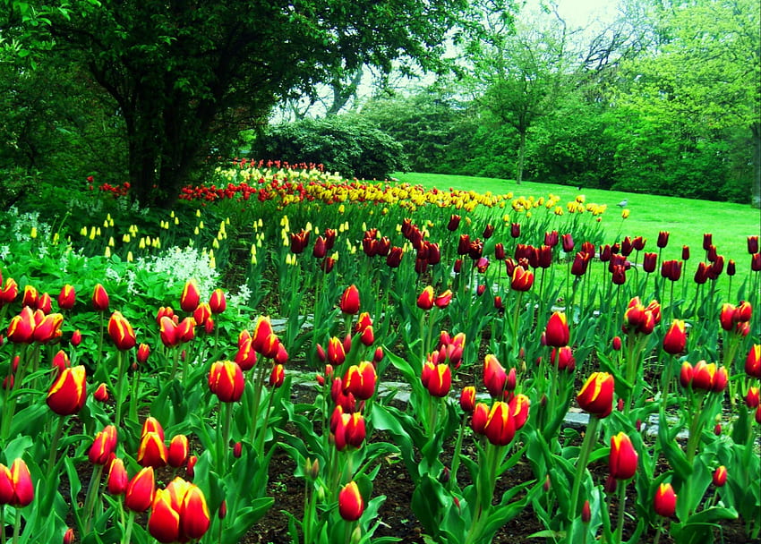 春のメロディー、庭、美しい、チューリップ、春、黄色、赤、コペンハーグ、木々、花、緑の草 高画質の壁紙