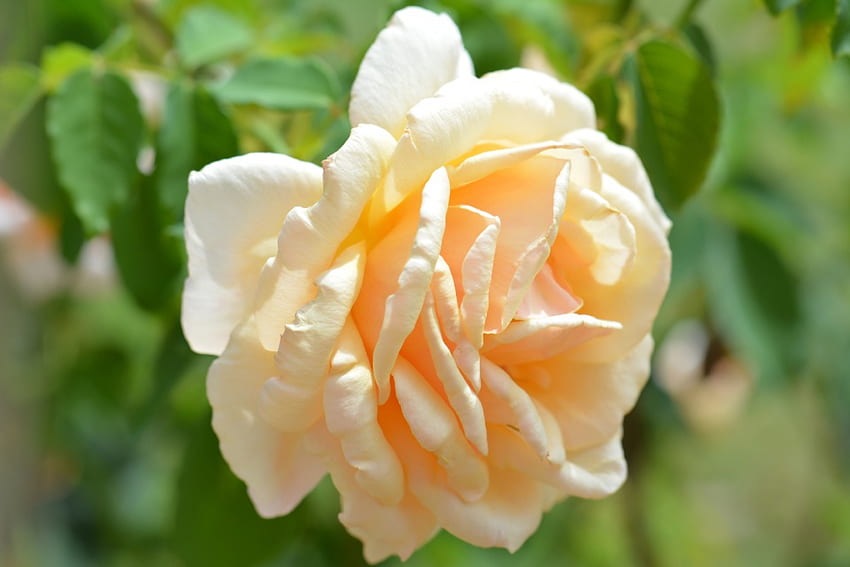 Abricot Ruffled Rose, nexus, , fleur , best , rose, big, flower, , most beautiful, shellandshilo, , garden, abricot, large, copyright , wedding, joli, nature, charmant, populaire Fond d'écran HD