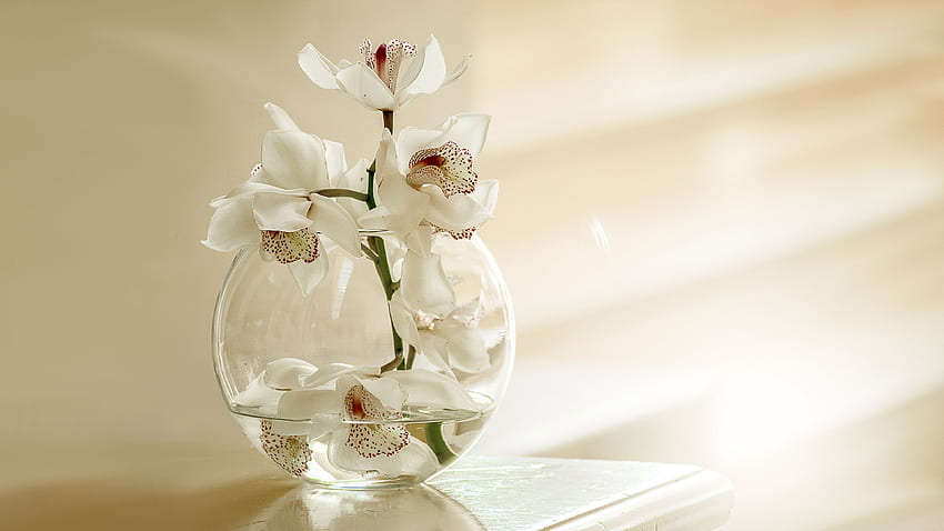 White Orchid Flowers HD wallpaper