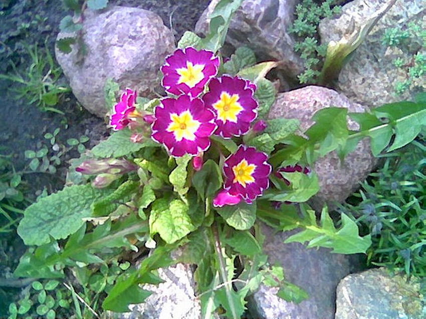 little flower, sweet, pink, yellow, flower, garden, stone, spring, little HD wallpaper
