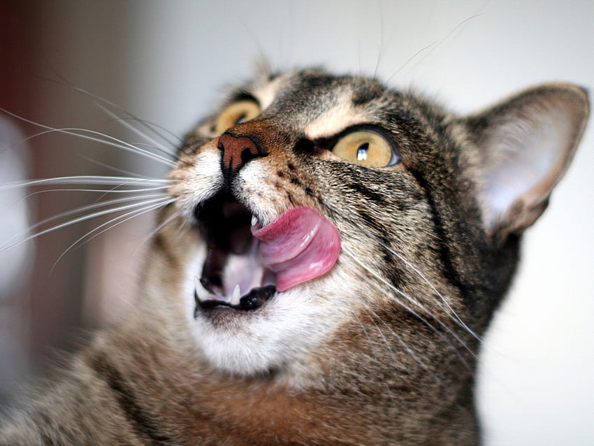 Crazy shocked cat face - New New HD wallpaper | Pxfuel
