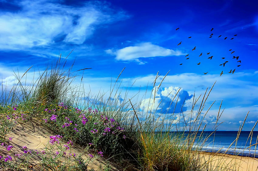 Blue summer, blue, sea, beautiful, beach, summer, wildflowers, shore, breeze, view, sky HD wallpaper