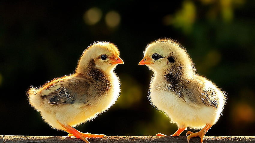 Chicks, Baby Chicken HD wallpaper