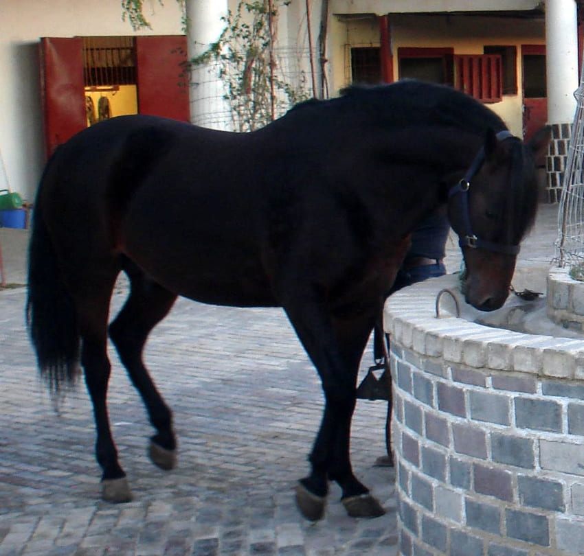 Жаден андалуски, андалуски кон, коне, испански кон, животни HD тапет