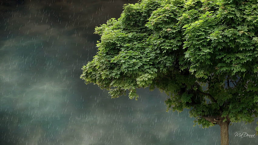 пролетен дъжд фон цвят, лято. Дъжд, Дъждовно, Природа, Дъждовни дървета HD тапет