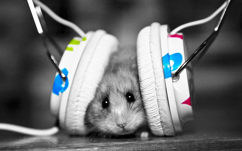 Music, Animals, Small, Music Lover, Hamster, Joke HD wallpaper