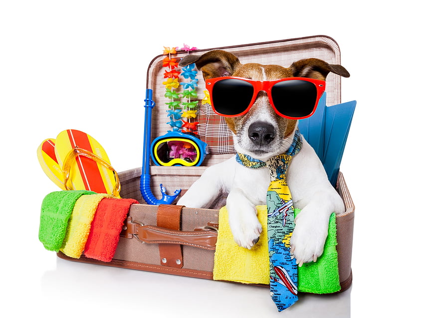 長期休暇の準備、犬、動物、カラフル、ジャック ラッセル テリア、夏、スーツケース、サングラス、面白い、ケイン 高画質の壁紙