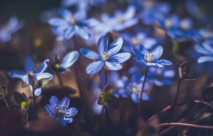 꽃, 어두운 배경, 숲 사이의 빈 터, 봄, 파랑, 숲, 섹션 цветы HD 월페이퍼