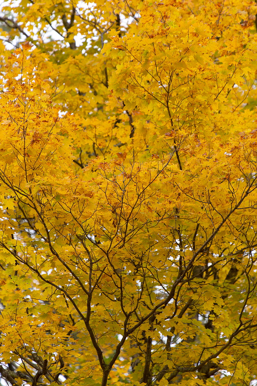 Nature, Autumn, Leaves, Wood, Tree HD phone wallpaper | Pxfuel