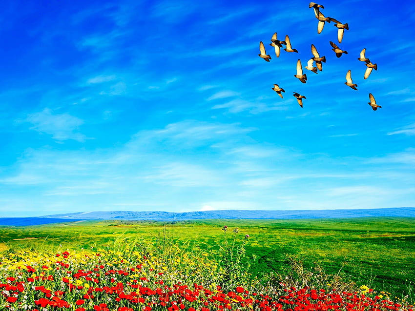 Gökyüzünde Uçan Güzel Kuşlar, Güzel Gökyüzü Doğası HD duvar kağıdı